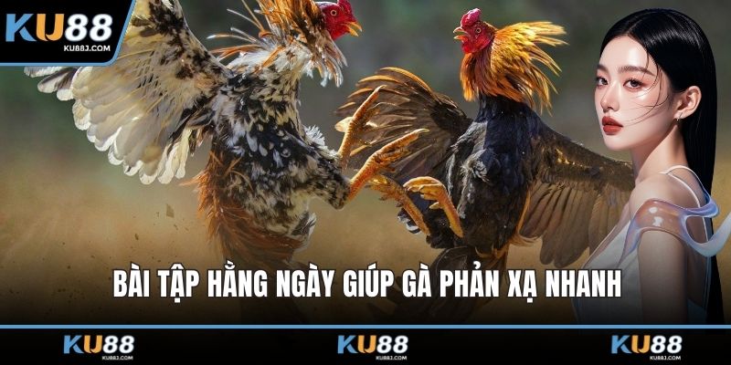 Bài tập hằng ngày giúp gà phản xạ nhanh