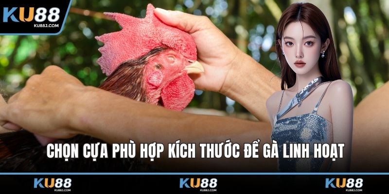 Chọn cựa phù hợp kích thước để gà linh hoạt