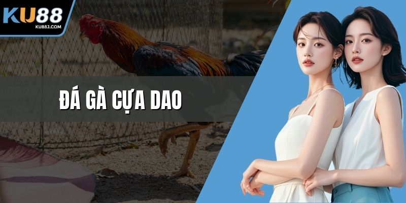 Đá gà cựa dao