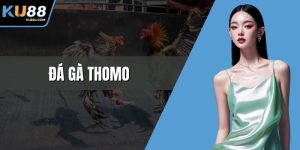 Đá gà Thomo