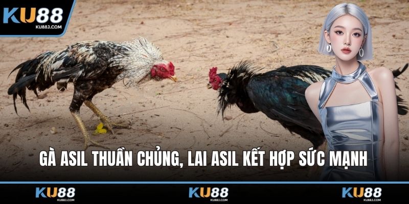 Gà Asil thuần chủng, Lai Asil kết hợp sức mạnh 