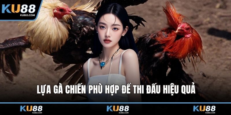 Lựa gà chiến phù hợp để thi đấu hiệu quả