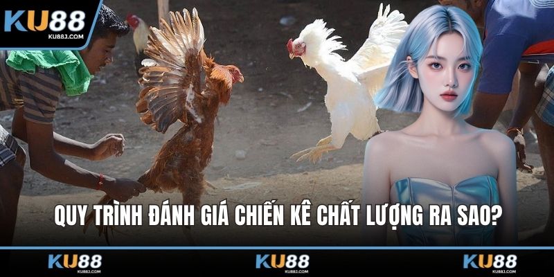 Quy trình đánh giá chiến kê chất lượng ra sao?