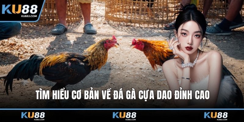 Tìm hiểu cơ bản về đá gà cựa dao đỉnh cao