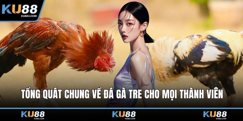 Tổng quát chung về đá gà tre cho mọi thành viên