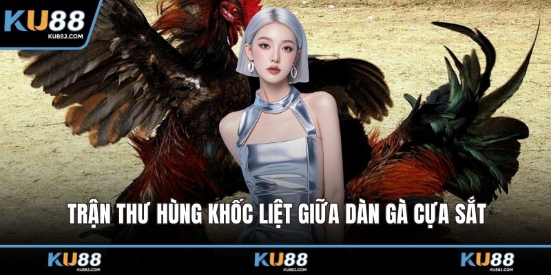 Trận thư hùng khốc liệt giữa dàn gà cựa sắt