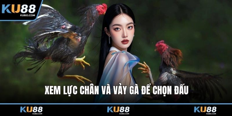 Xem lực chân và vảy gà để chọn đấu